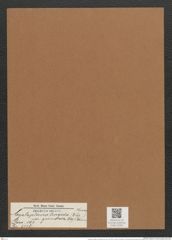 Cystopleura turgida var. granulata (Ehr.) Brun. (de-Toni-Nr.: Genus 103, Species 3116) Zeichnungen Sammlung Grunow Mappe 03351 (Herbarium_W_Grunow_drawings_Folder_03351)